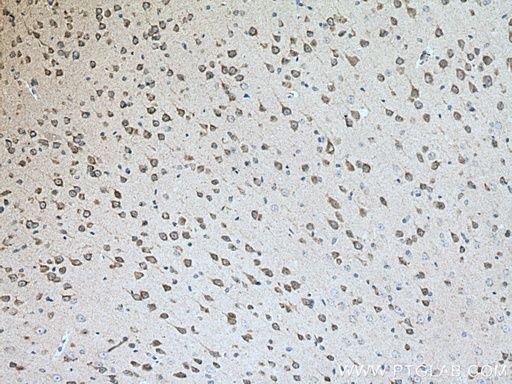 [12788-1-AP-20UL] Calsyntenin-1 Polyclonal antibody