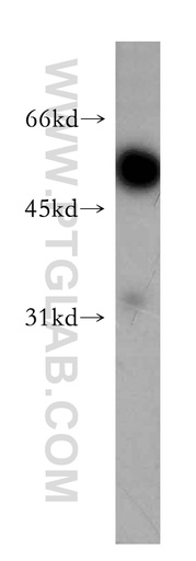 [12793-1-AP-20UL] Synaptotagmin-9 Polyclonal antibody