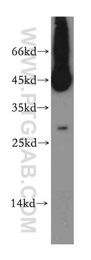 [12812-1-AP-150UL] TSPAN12 Polyclonal antibody