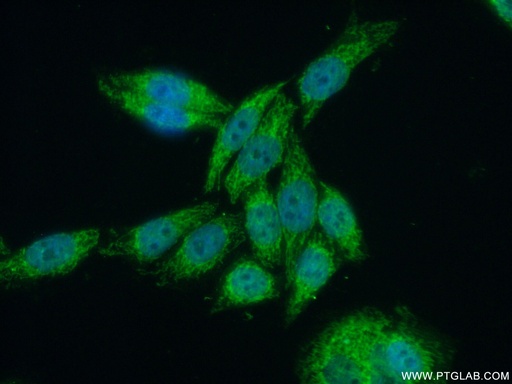 [12826-1-AP-20UL] SUPV3L1 Polyclonal antibody