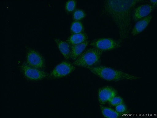 [12828-1-AP-20UL] EXTL2 Polyclonal antibody