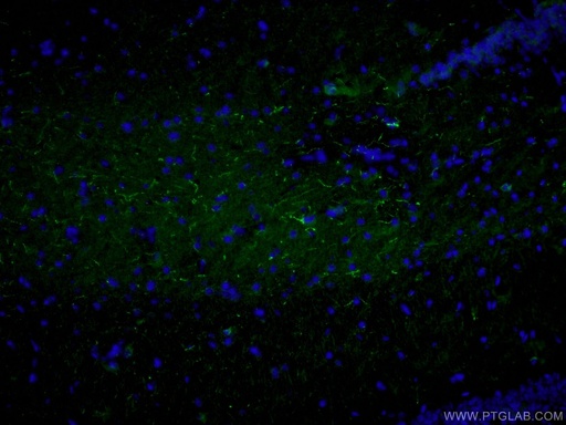 [12833-1-AP-20UL] Neuropeptide Y Polyclonal antibody