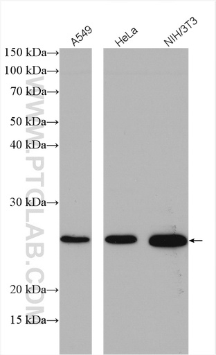 [12841-1-AP-20UL] CENPH Polyclonal antibody
