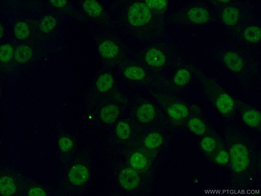 [12867-1-AP-150UL] PHC2 Polyclonal antibody