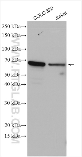 [12881-1-AP-20UL] LILRB5 Polyclonal antibody