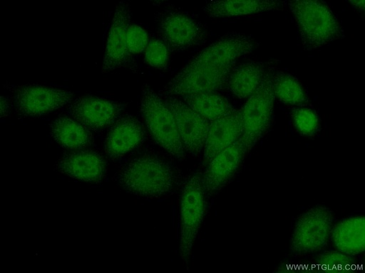 [12896-1-AP-20UL] DTL Polyclonal antibody