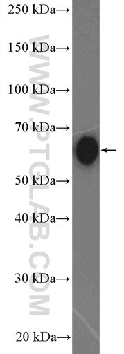 [12905-1-AP-20UL] SLAMF7 Polyclonal antibody