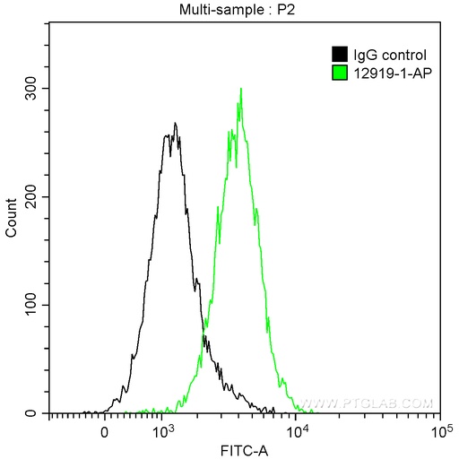 [12919-1-AP-20UL] PKC Beta Polyclonal antibody