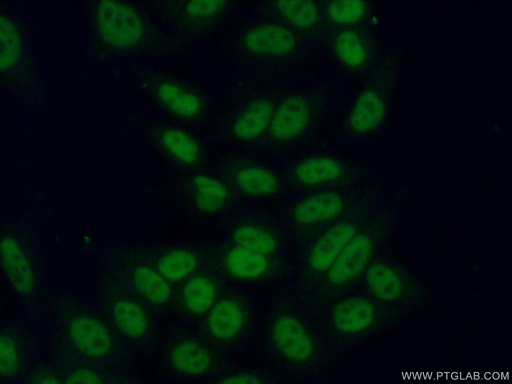 [12929-2-AP-20UL] ASF/SF2 Polyclonal antibody