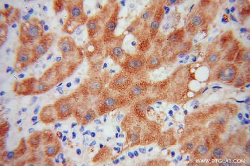 [12930-1-AP-150UL] HRSP12 Polyclonal antibody