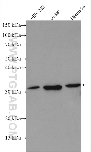 [12941-1-AP-20UL] PSMF1 Polyclonal antibody