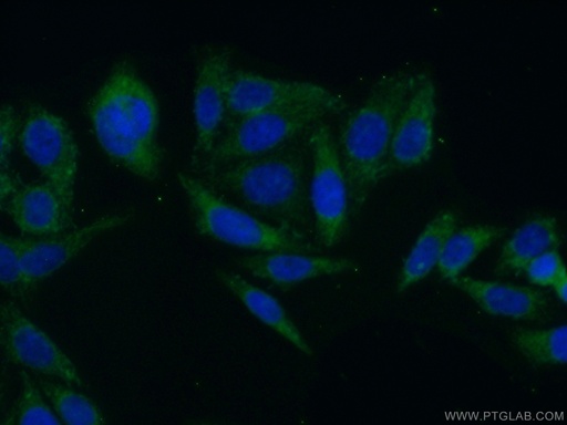 [12942-1-AP-150UL] CLASP2 Polyclonal antibody