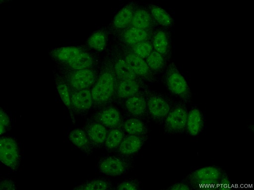[12954-1-AP-20UL] FANCM Polyclonal antibody