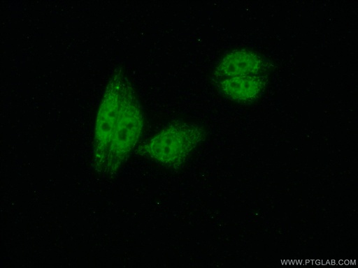 [12974-1-AP-20UL] CDC5L Polyclonal antibody