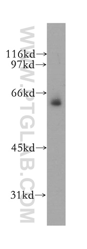 [12977-1-AP-150UL] MSL3 Polyclonal antibody