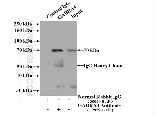 [12979-1-AP-150UL] GABRA4 Polyclonal antibody