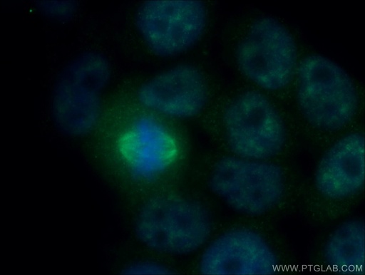 [12985-1-AP-20UL] PPIG Polyclonal antibody