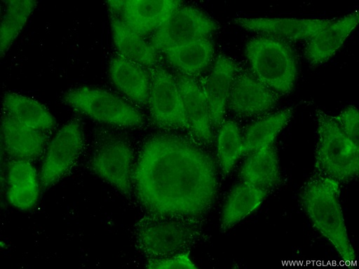 [12991-1-AP-20UL] COASY Polyclonal antibody