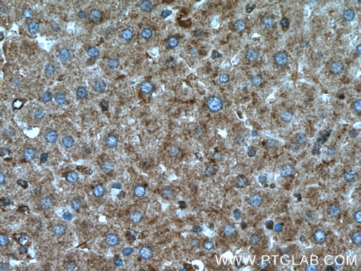 [12994-1-AP-20UL] SIRT7 Polyclonal antibody