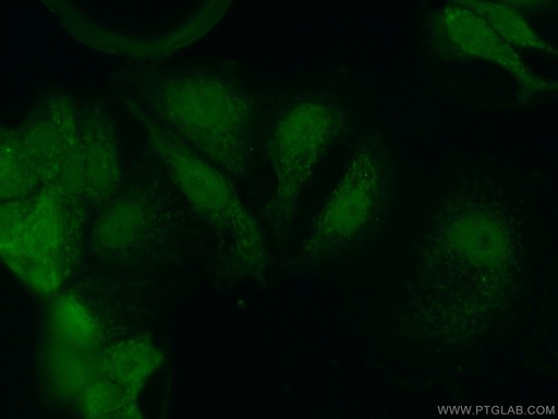 [12997-1-AP-20UL] CEBPG Polyclonal antibody