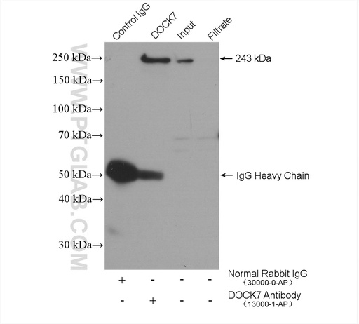 [13000-1-AP-20UL] DOCK7 Polyclonal antibody