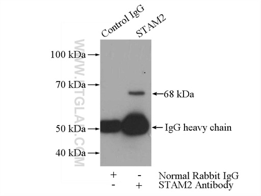 [13009-1-AP-150UL] STAM2 Polyclonal antibody