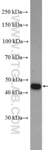[13019-3-AP-20UL] TFAP2A,AP-2 Polyclonal antibody