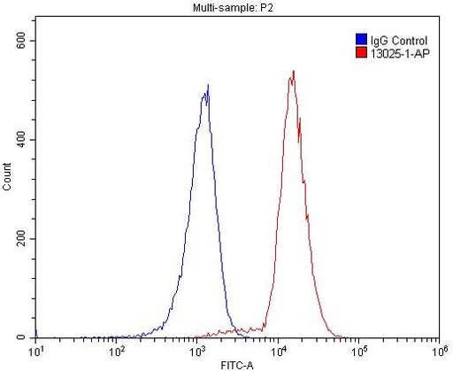 [13025-1-AP-20UL] L-Plastin Polyclonal antibody