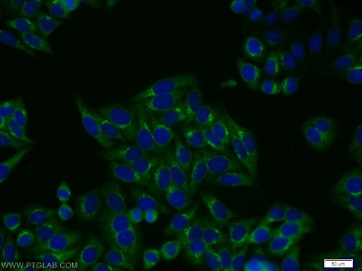 [13042-1-AP-20UL] FGFR2 Polyclonal antibody
