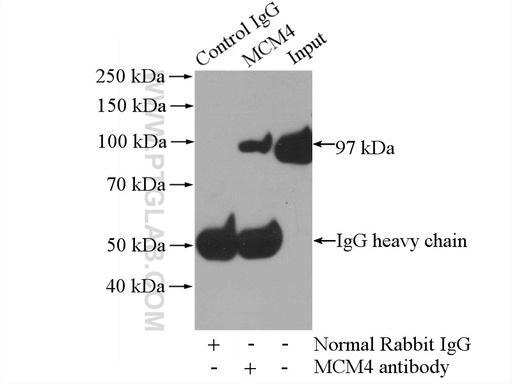 [13043-1-AP-150UL] MCM4 Polyclonal antibody