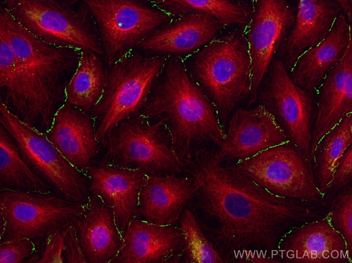 [13050-1-AP-20UL] Claudin 1 Polyclonal antibody