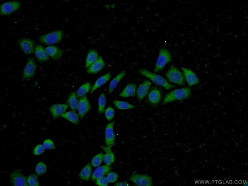 [13053-1-AP-20UL] PFDN2 Polyclonal antibody
