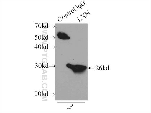 [13056-1-AP-150UL] LXN Polyclonal antibody