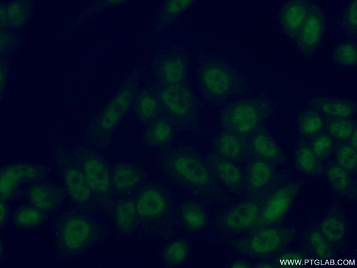 [13060-2-AP-20UL] CDK2AP1 Polyclonal antibody