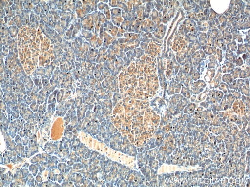 [13074-2-AP-20UL] CCK Polyclonal antibody