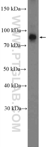 [13077-1-AP-150UL] NUP93 Polyclonal antibody