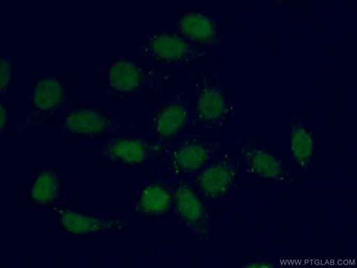 [13120-1-AP-150UL] TEAD3 Polyclonal antibody