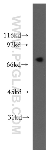 [13124-1-AP-150UL] LNX1 Polyclonal antibody