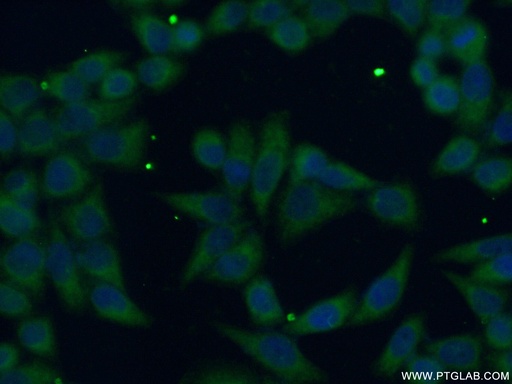 [13128-1-AP-20UL] FDFT1 Polyclonal antibody