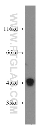 [13138-1-AP-20UL] CCNL1 Polyclonal antibody