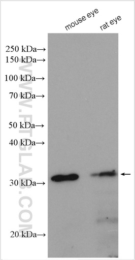 [13140-1-AP-20UL] RDH5 Polyclonal antibody