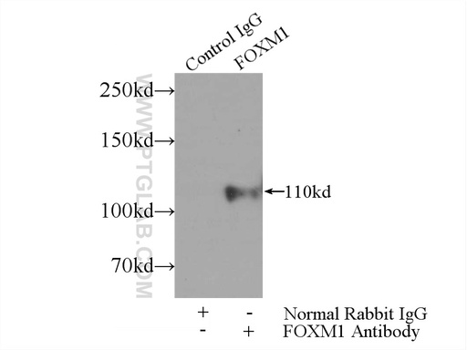 [13147-1-AP-150UL] FOXM1 Polyclonal antibody
