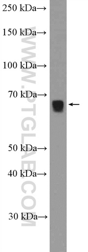 [13156-1-AP-20UL] KLF12 Polyclonal antibody
