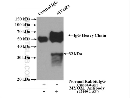 [13160-1-AP-20UL] MYOZ1 Polyclonal antibody