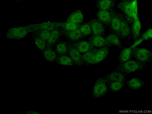 [13161-1-AP-20UL] SIRT1 Polyclonal antibody
