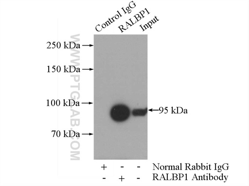 [13176-1-AP-20UL] RALBP1 Polyclonal antibody