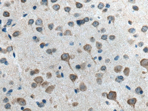 [13187-1-AP-20UL] Neurochondrin Polyclonal antibody