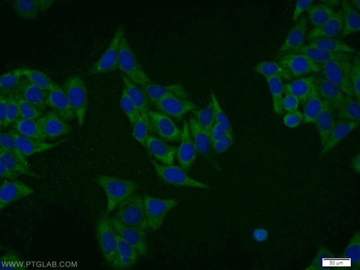 [13190-1-AP-20UL] DRG1 Polyclonal antibody