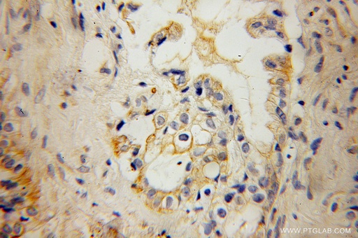 [13191-1-AP-20UL] KCNF1 Polyclonal antibody