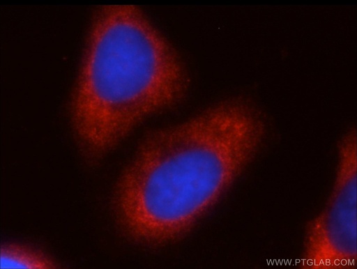 [13194-1-AP-20UL] FXR1 Polyclonal antibody